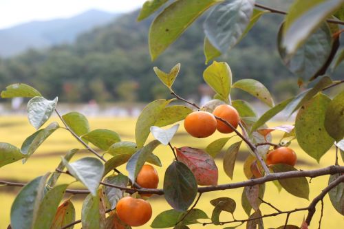 persimmon autumn fruit