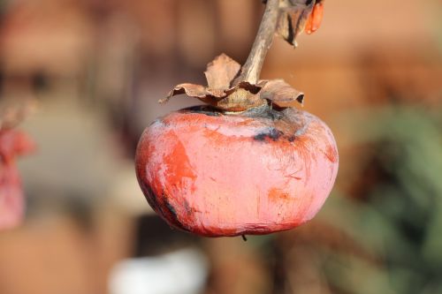 persimmon fruit winter