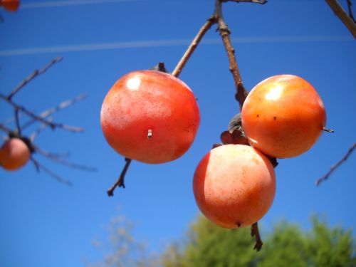 persimmon fruit autumn