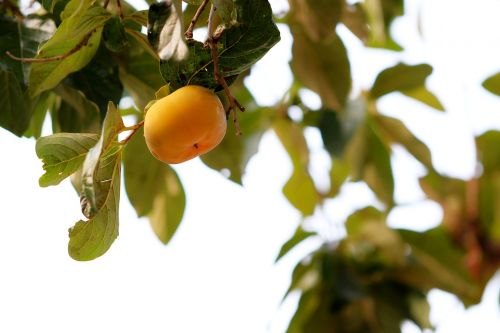 persimmon fruit autumn