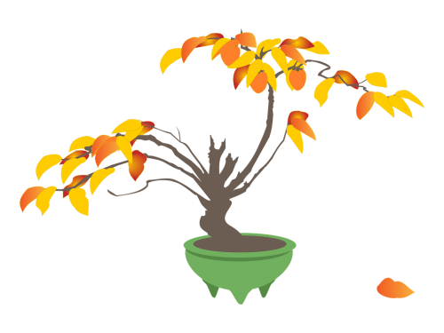 persimmon persimmon trees bonsai