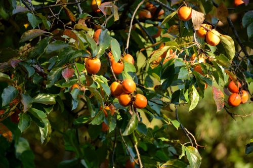 persimmon autumn wood