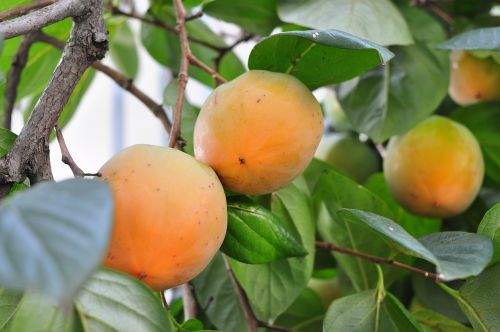 persimmon fruit plant