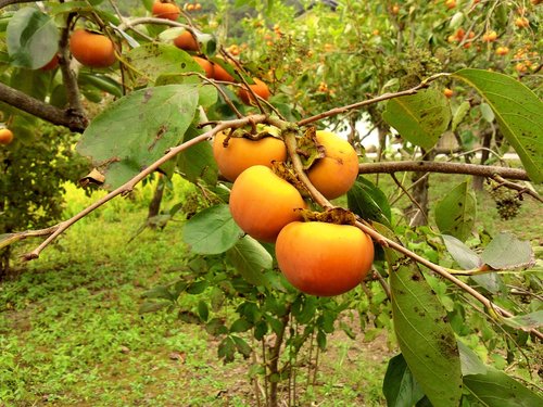persimmon  fruit  harvest