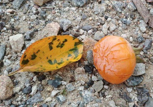 persimmon  persimmon leaf  fallen