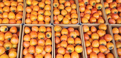 persimmon  for the peak time  fruit
