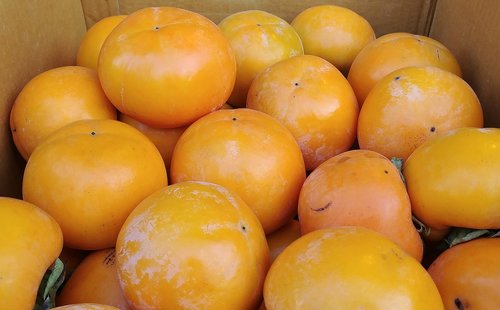 persimmon  fruit  harvest