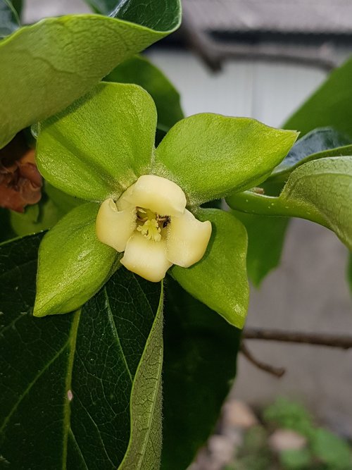 persimmon  gamkkot  nature