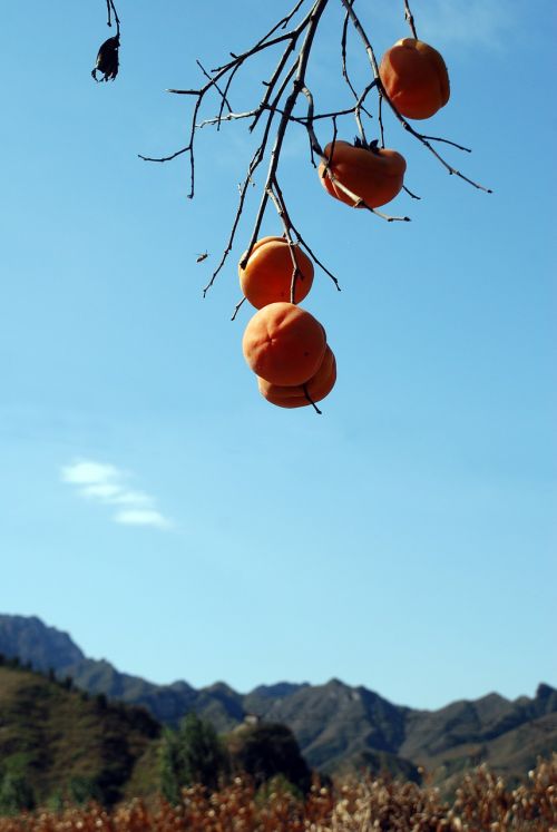 persimmon autumn fruit