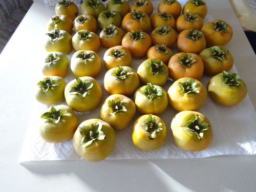persimmons fruit tropical