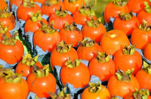 Persimmons For Sale