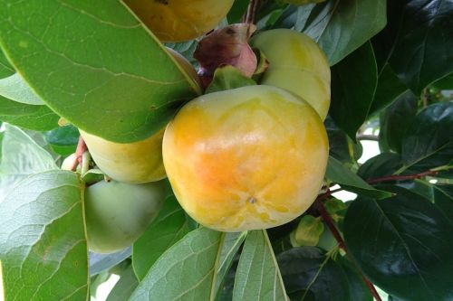 perssimon edible fruit