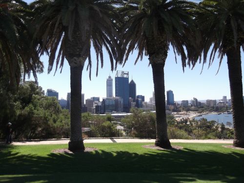 perth city trees