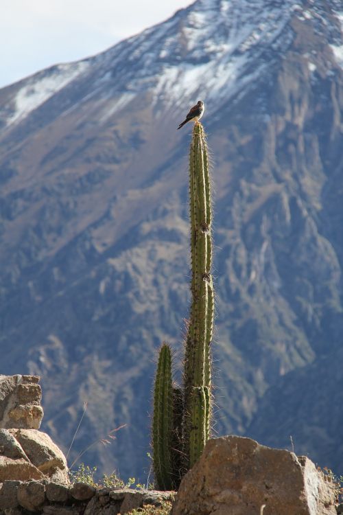 peru cactus canyon