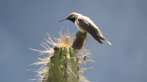 peru cactus hummingbird