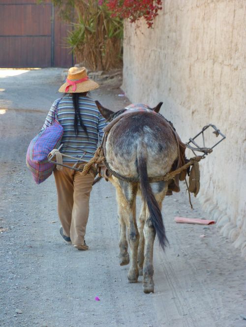 peruvian donkey last