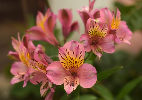 peruvian lily  lily  flower