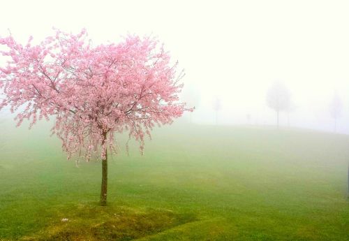 pesco fog bloom