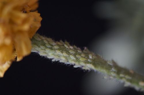 pests lice aphids