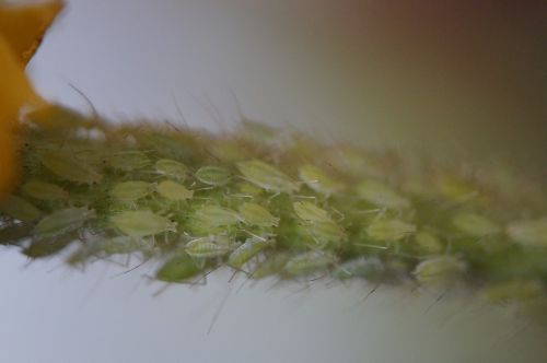 pests lice aphids