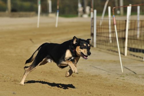pet dog racecourse