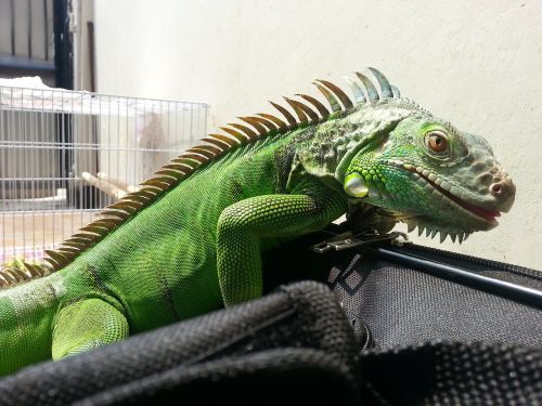 pet iguana monsters