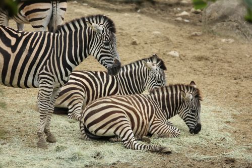 pet zebra zoo