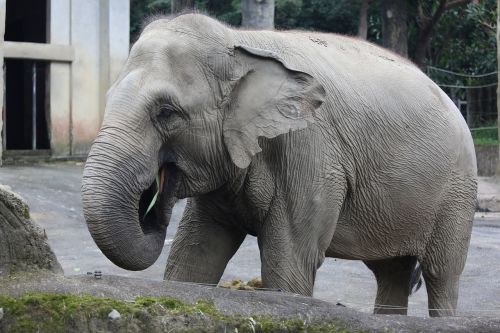 pet elephants zoo