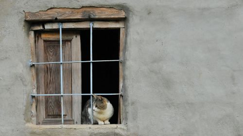 pet window dog