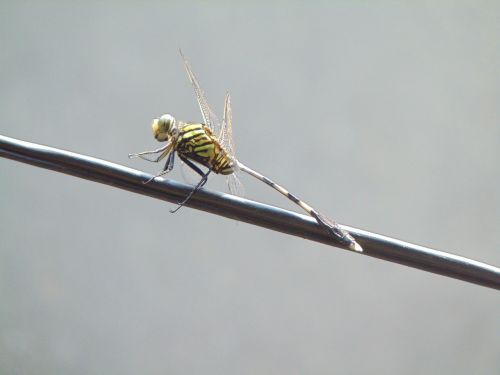 pet dragonflies close-up