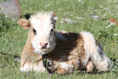 pet 犛 cattle tibet