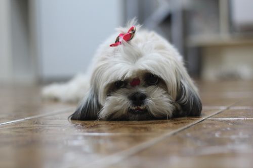 pet shih tzu dog