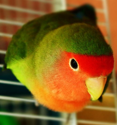 pet bird parrot