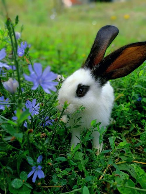 pet rabbit amateur