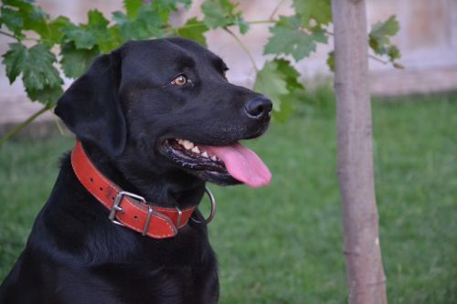 pet animal labrador