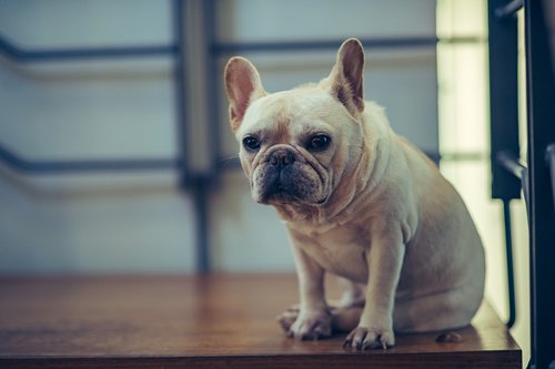 pet  dog  french bulldog