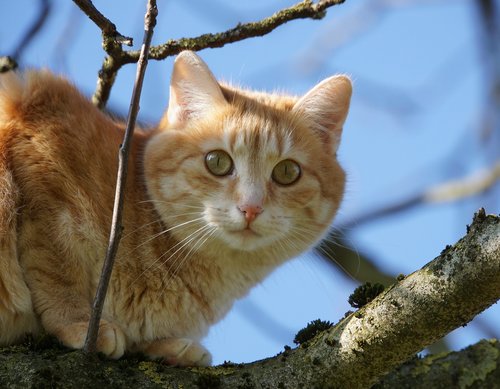 pet  cat  tree