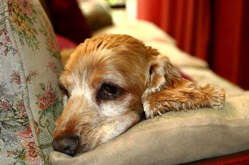 pet  dog  pensive