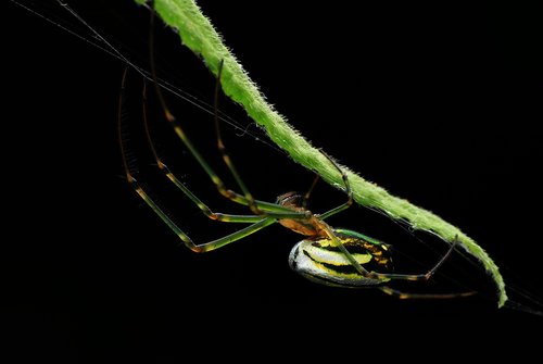 pet  arthropods door  arachnids