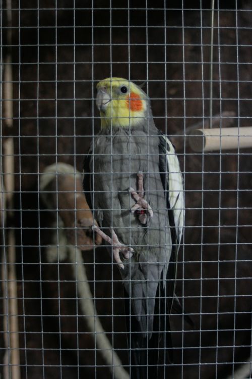 pet bird cage