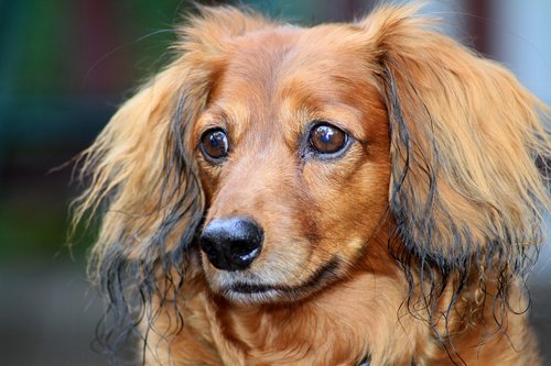 pet  dog  dachshund