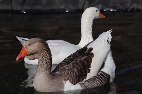 pet  water bird  goose