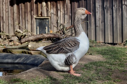 pet  domestic goose  ganter