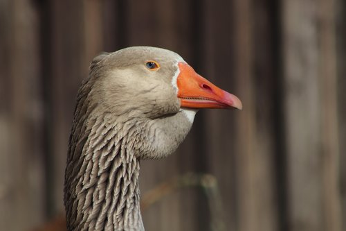 pet  domestic goose  ganter