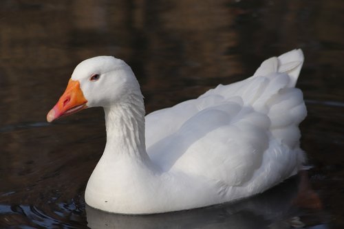 pet  domestic goose  goose
