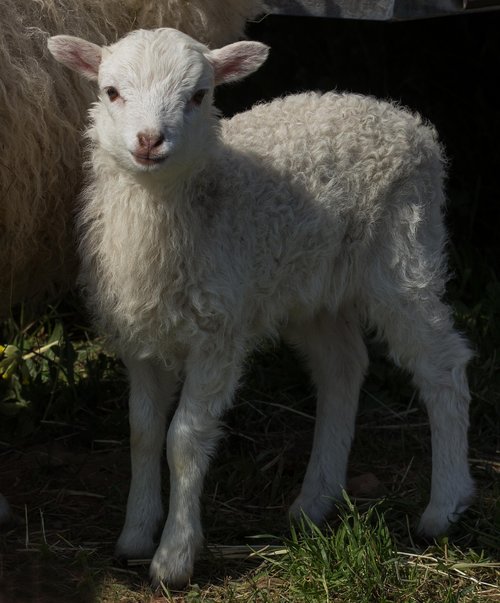 pet  livestock  mammal