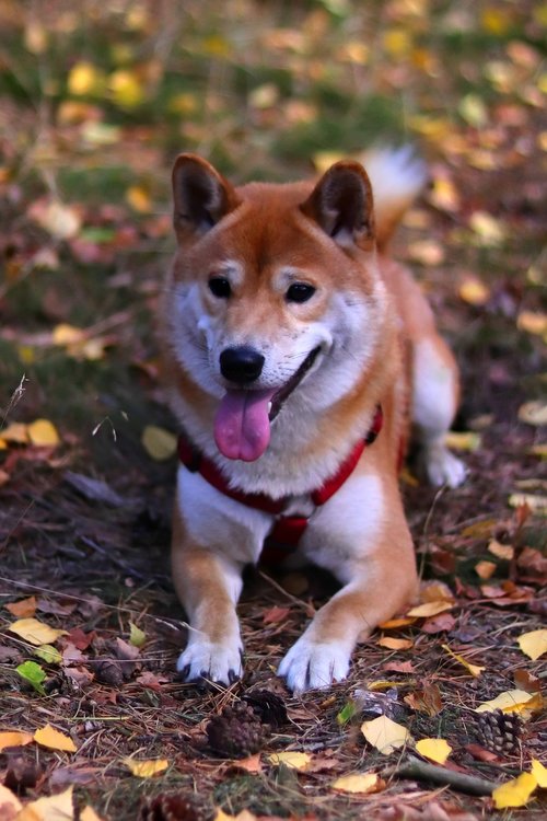 pet  purebred dog  animal