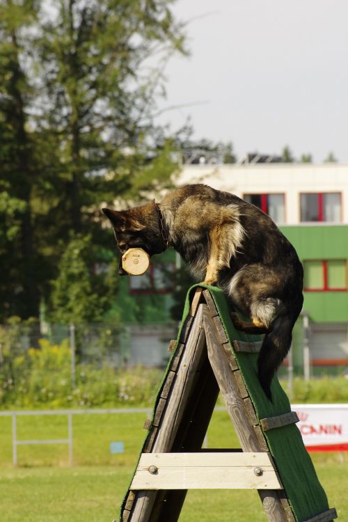 pet dog german shepherd