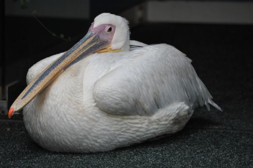 pet pelican bird has ever been