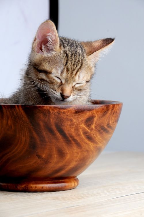 pet cat sleeping their palate